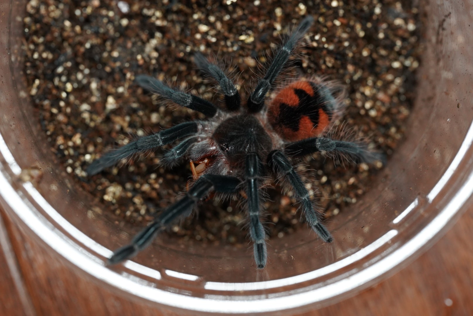 マグナネグラジャイアントバードイーター/ Pamphobeteus sp