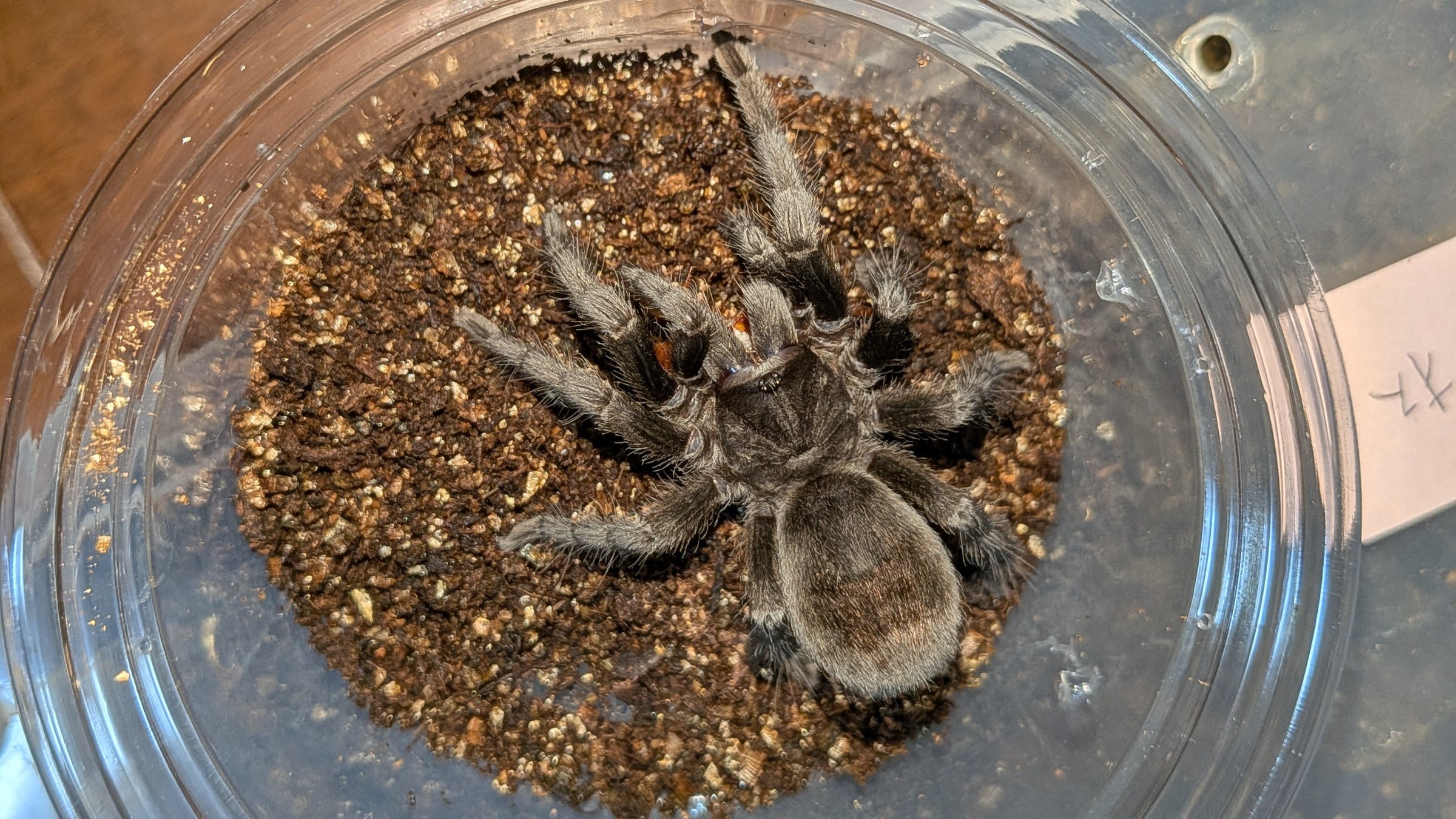 ブラジリアンブラック/Grammostola pulchra【育った幼体maybeオス 