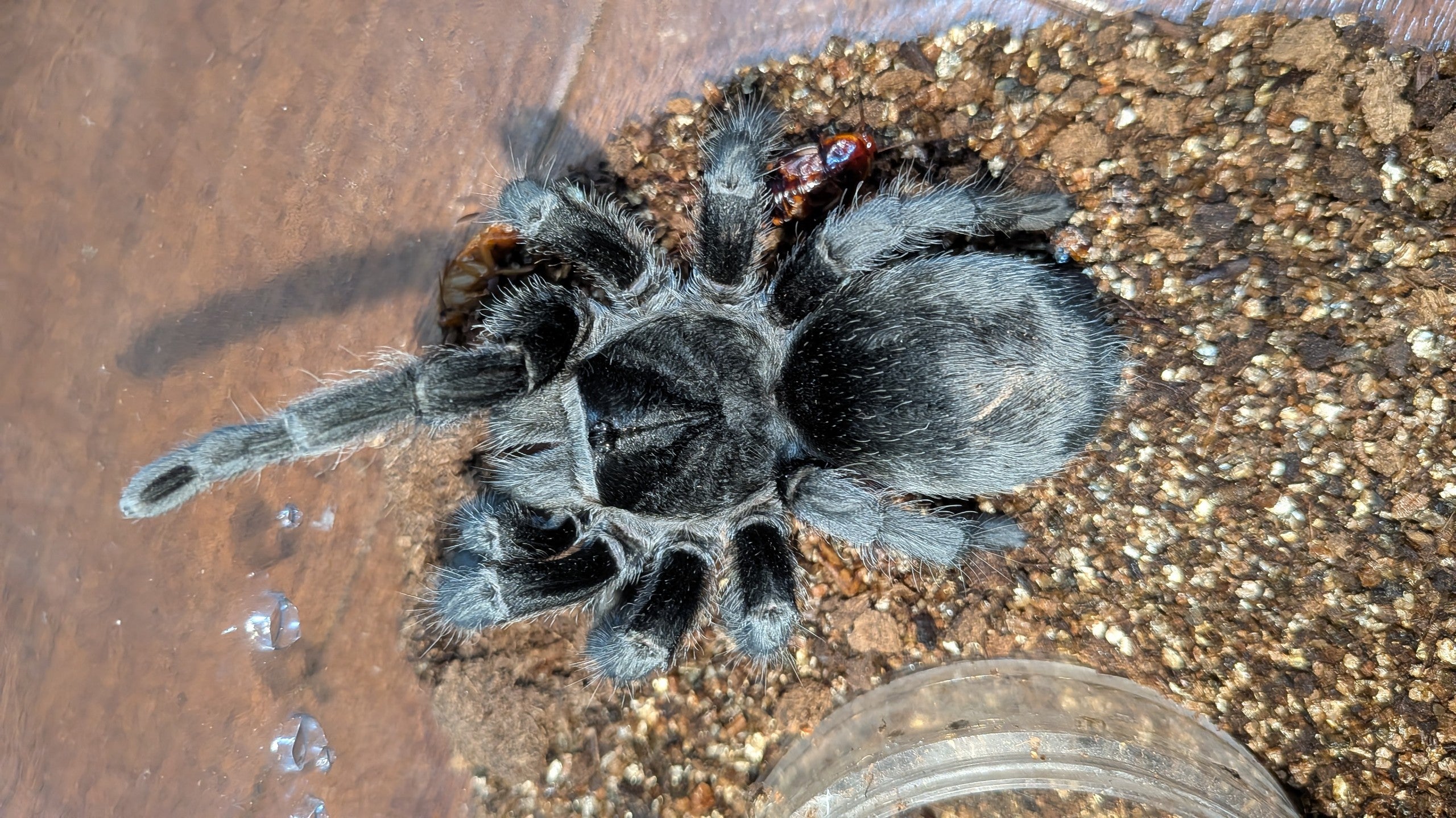 新2】ブラジリアンブラック/Grammostola pulchra【ヤング♀】 | 奇蟲屋