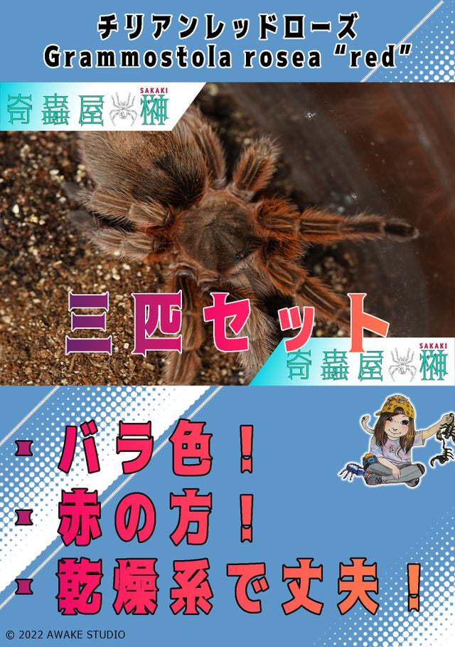 🔥新入荷🔥 | 奇蟲屋 榊（タランチュラ通販店）