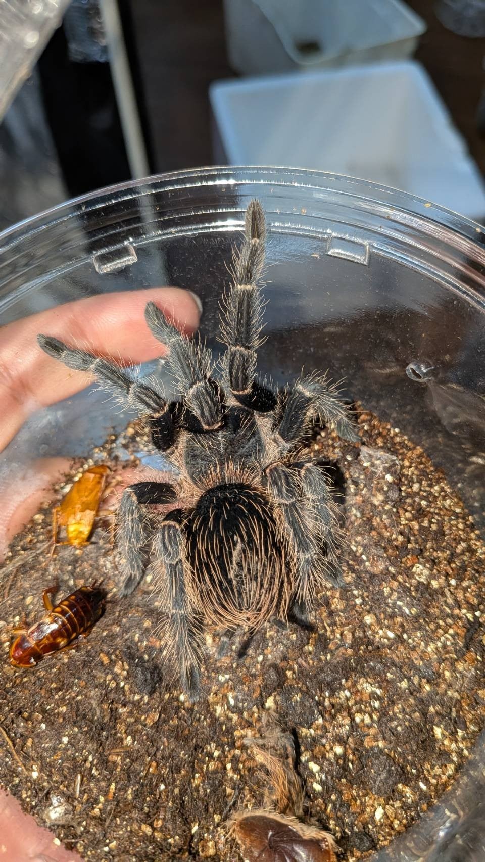 奇蟲屋 榊（タランチュラ通販店）- Japanese Tarantula Online Store