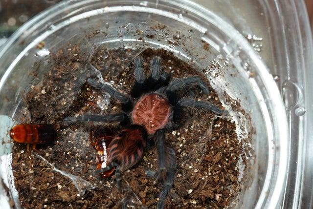 🔥新入荷🔥 | 奇蟲屋 榊（タランチュラ通販店）