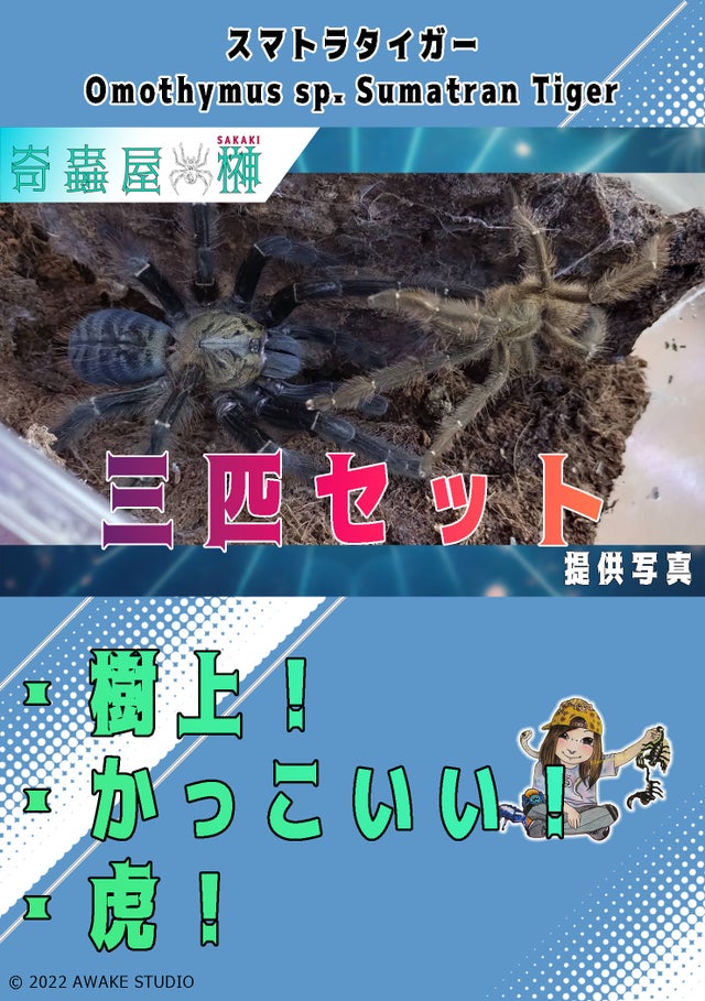 奇蟲屋 榊（タランチュラ通販店）