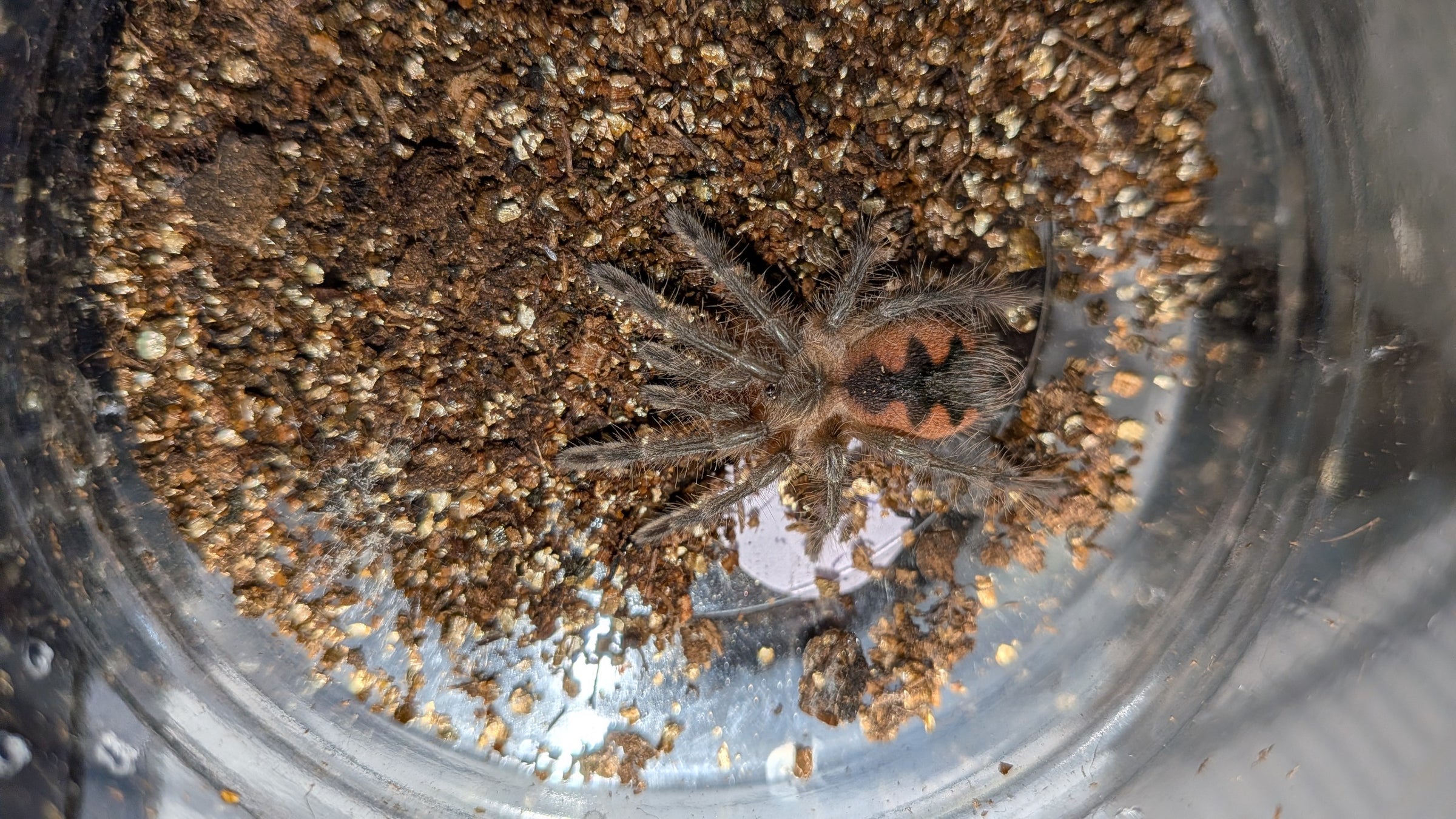 Pamphobeteus sp. Onyx 【幼体】 | 奇蟲屋 榊（タランチュラ通販店）