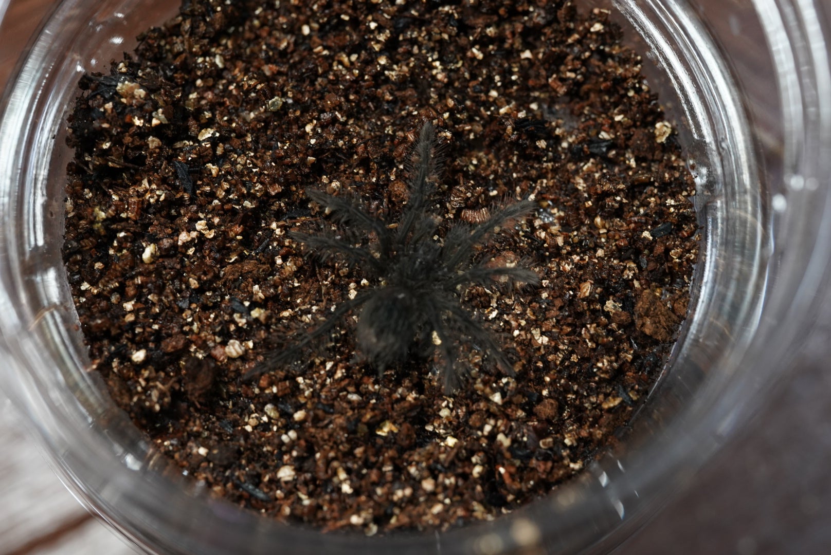 ゴライアスバードイーター/Theraphosa blondi【育った幼体】 | 奇蟲屋