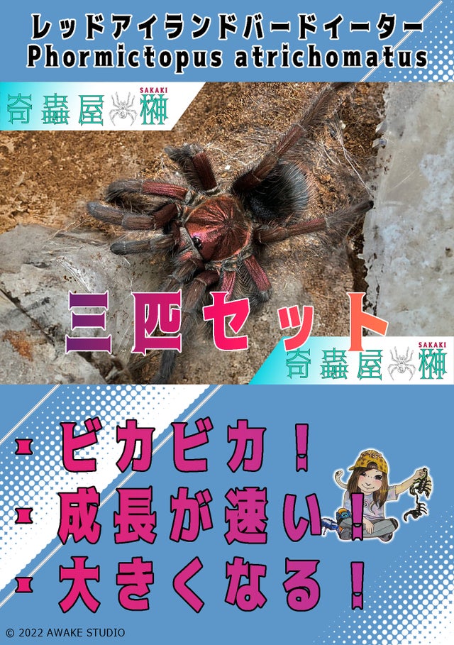 セット販売 | 奇蟲屋 榊（タランチュラ通販店）- Japanese Tarantula