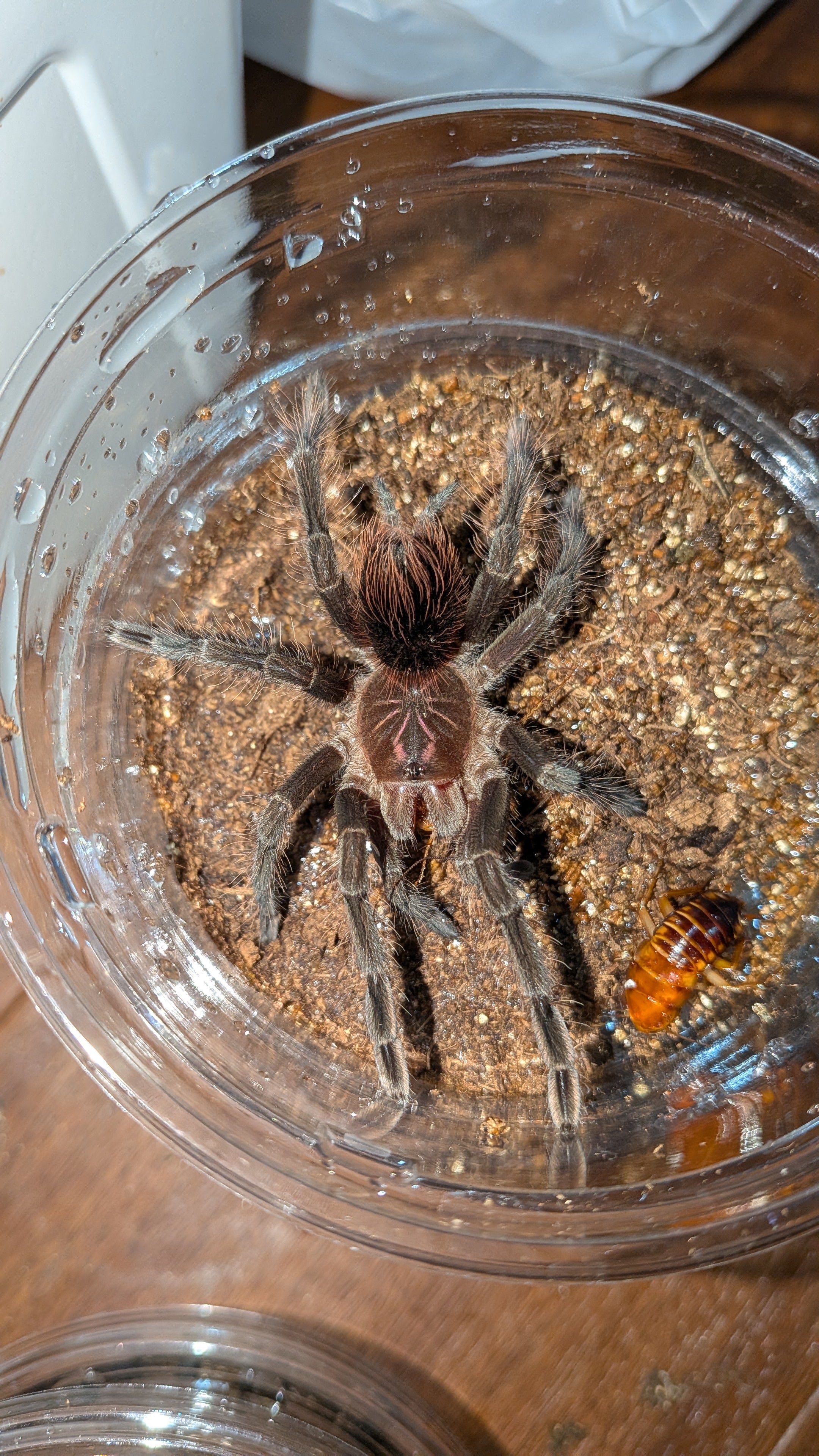 ミッドナイトブラックバードイーター/ Pamphobeteus sp tigris