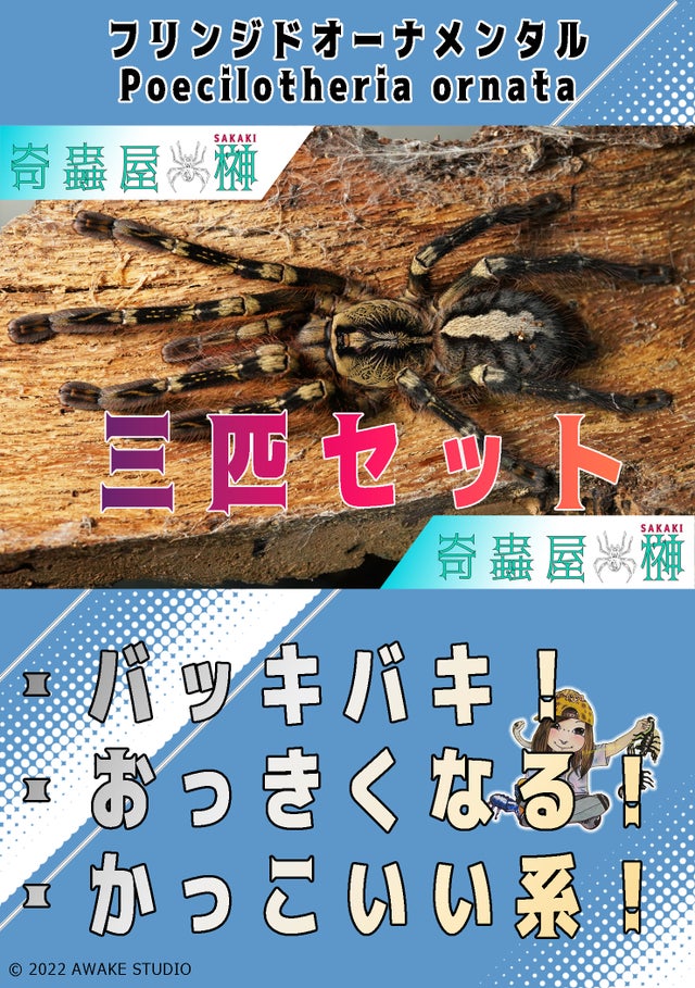 【サービス品@980〜】オオゴマダラジカ(多頭) shapes_of_succulents | #オオゴマダラジカ 紅葉が始まり可愛い