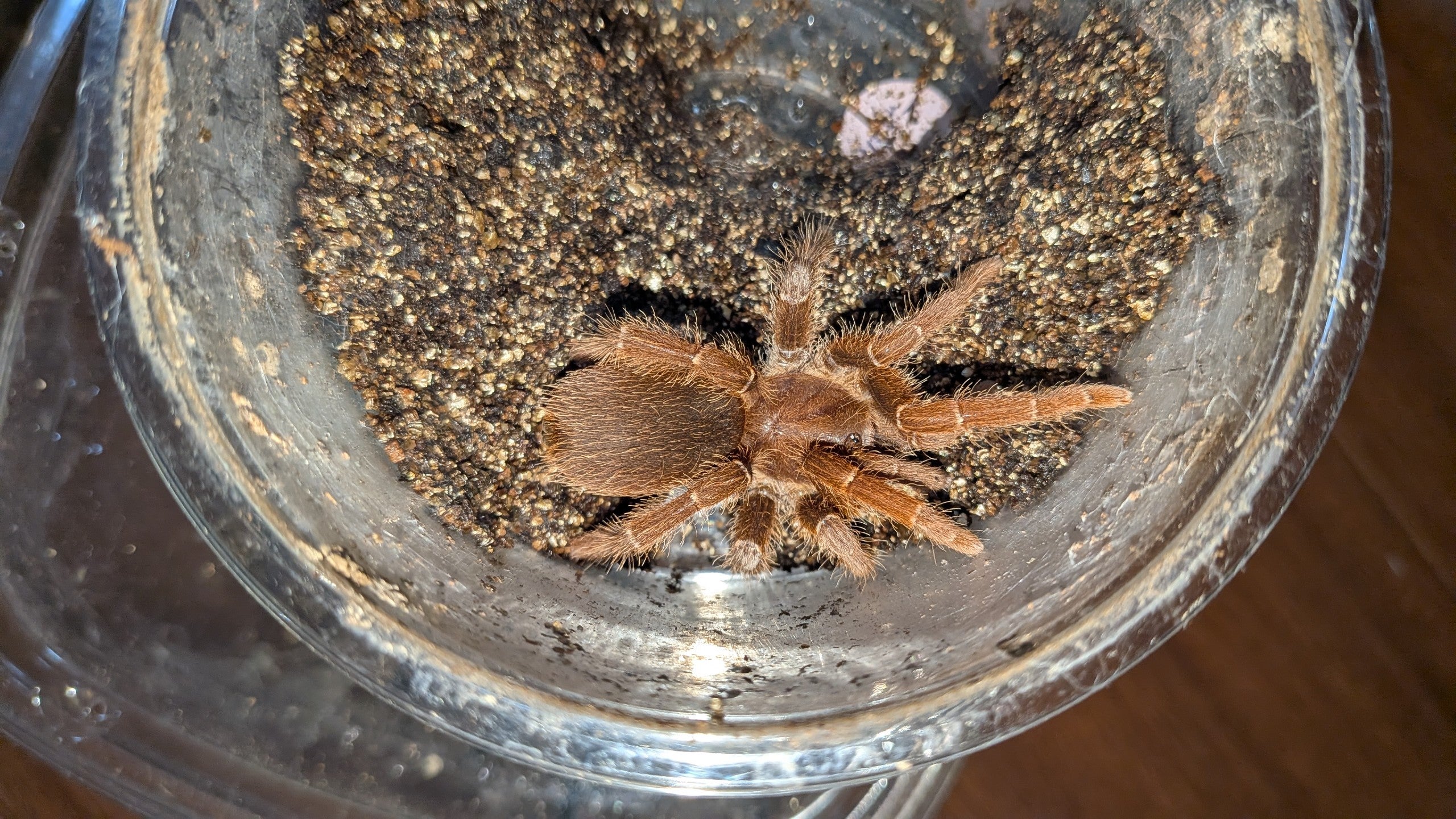 キングバブーン/Pelinobius muticus【育った幼体】オス | 奇蟲屋 榊
