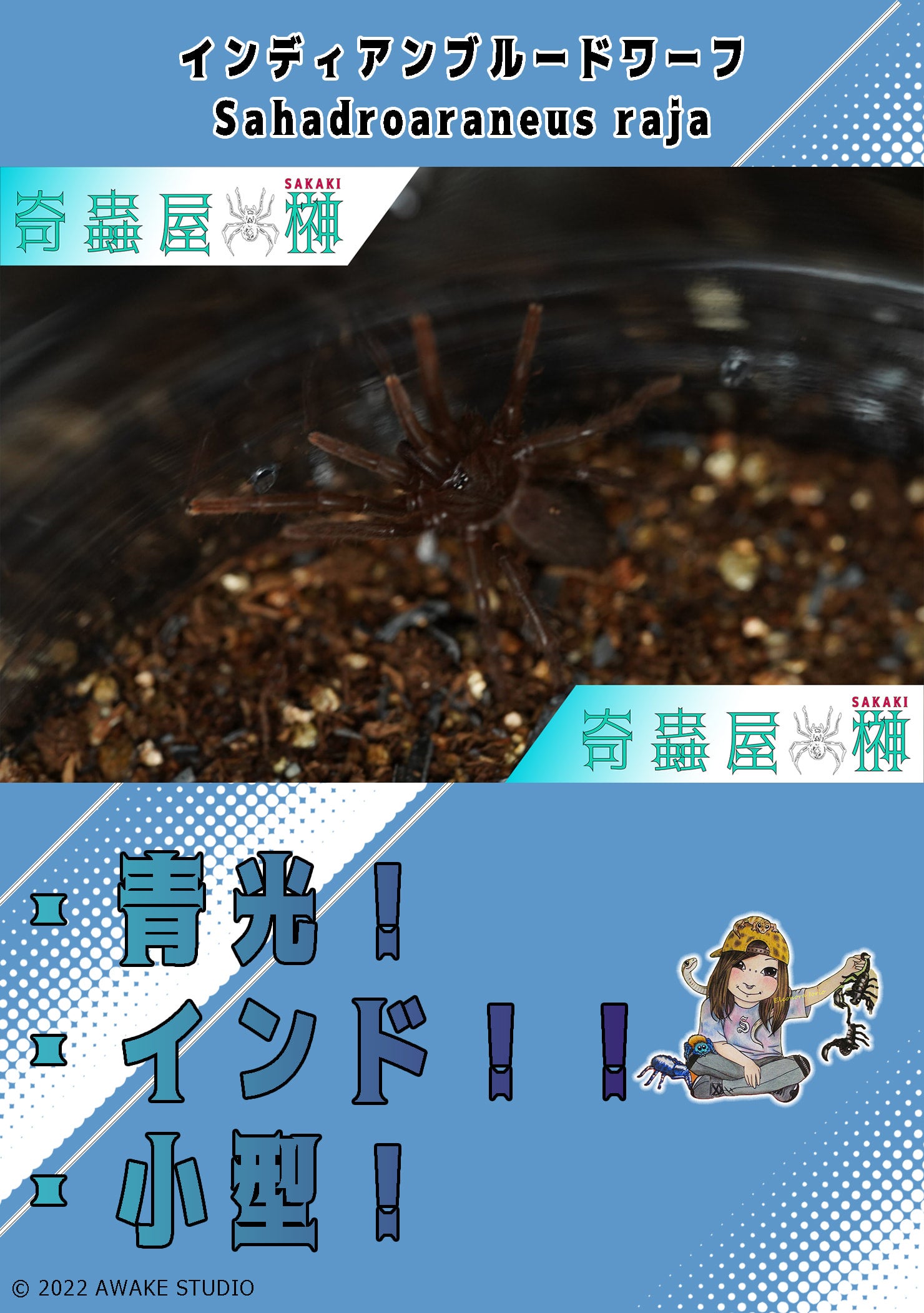 インディアンブルードワーフ/Sahydroaraneus raja【サブアダルト