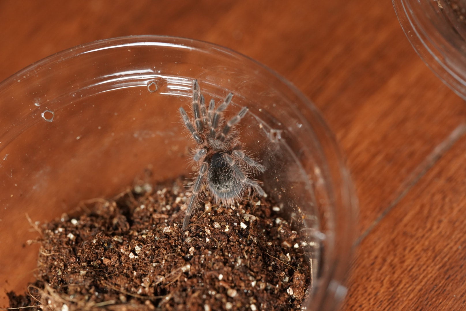 チャコジャイアントゴールデンストライプニー/Grammostola pulchripes