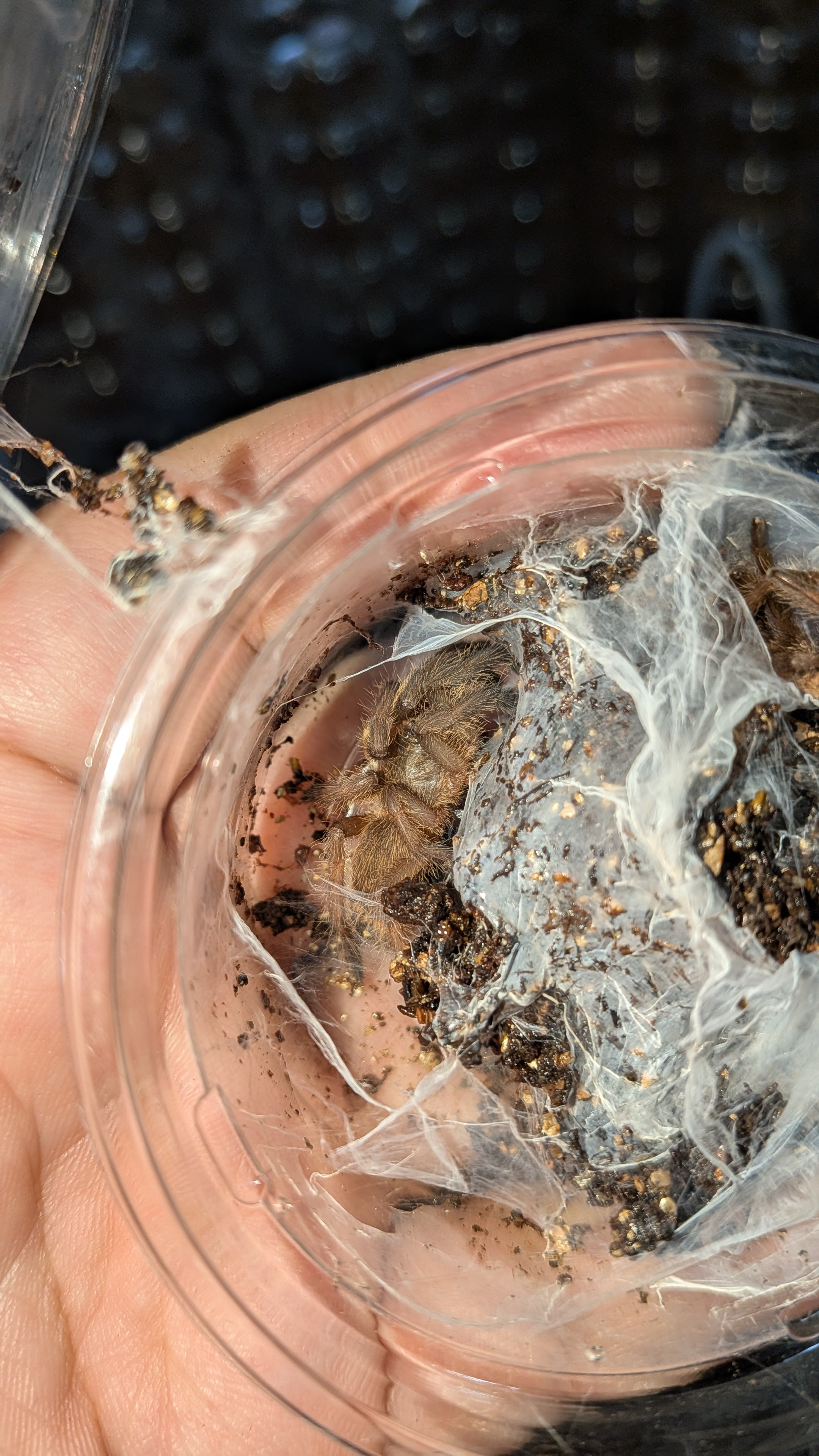 タイブラウン/Cyriopagopus sp.【幼体LS4cm】 | 奇蟲屋 榊