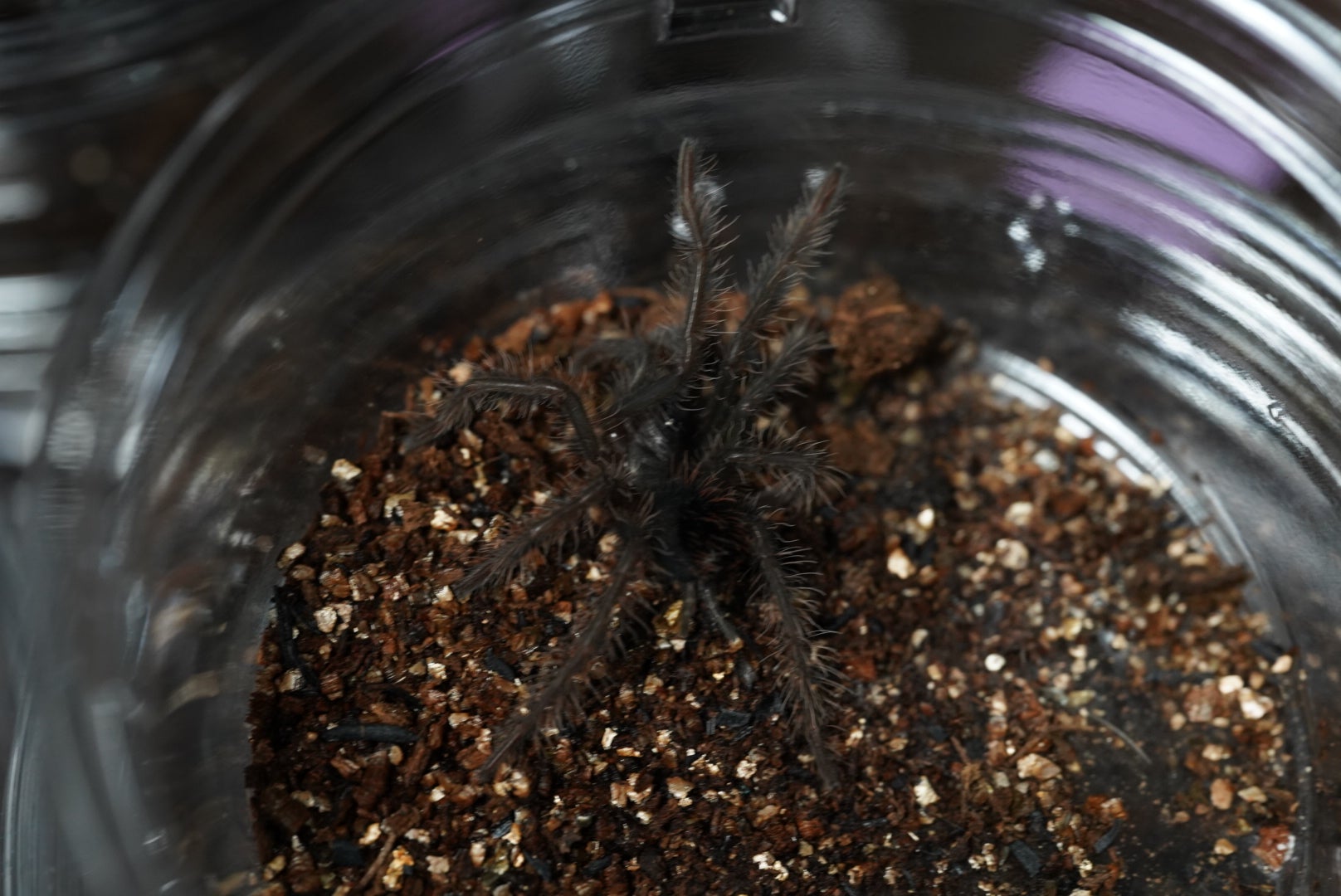 ボリビアンスティーリーブルー/ Pamphobeteus antinous【育った幼体