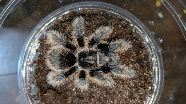 奇蟲屋 榊（タランチュラ通販店）- Japanese Tarantula Online Store