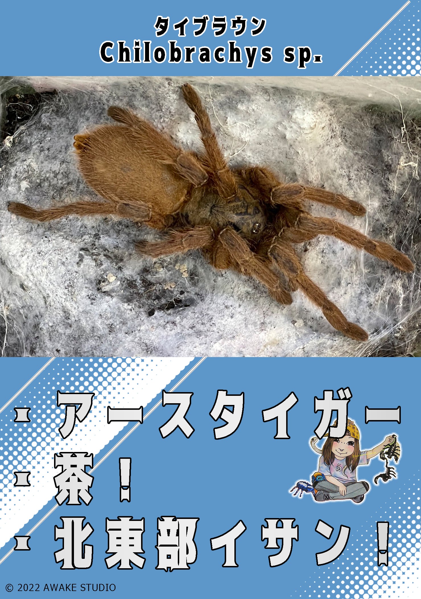 タイブラウン/Cyriopagopus sp.【幼体LS4cm】 | 奇蟲屋 榊