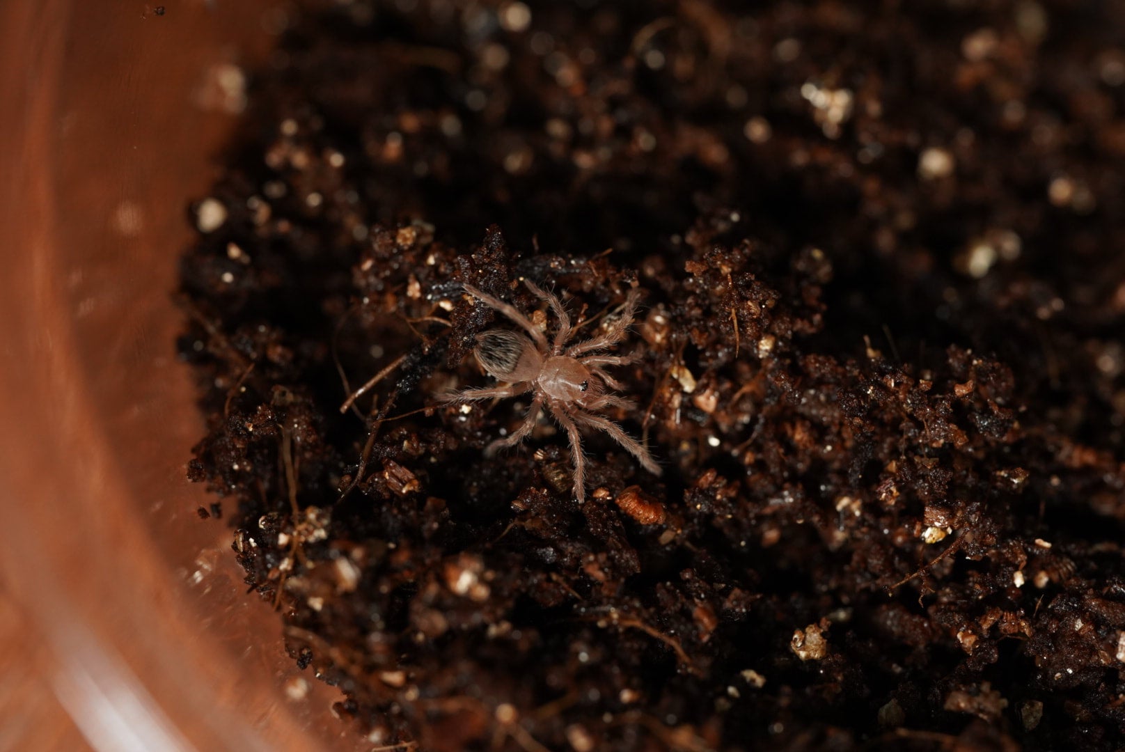 HillbillyCat様　プラナロム ラヴィンツァラ BIO 10ml×3本 E268 1-2 N. lowii x ventricosa -red (a) EP | Y's Exotics