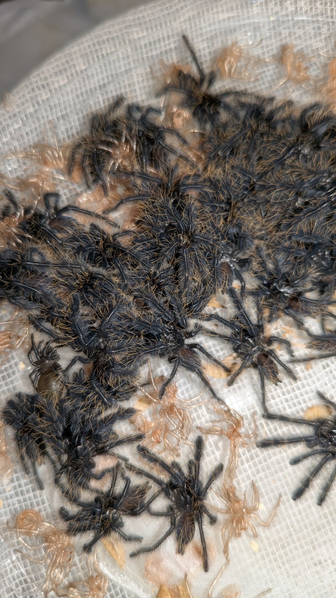 シンガポールブルー/Omothymus violaceopes【幼体】当店CB | 奇蟲屋 榊