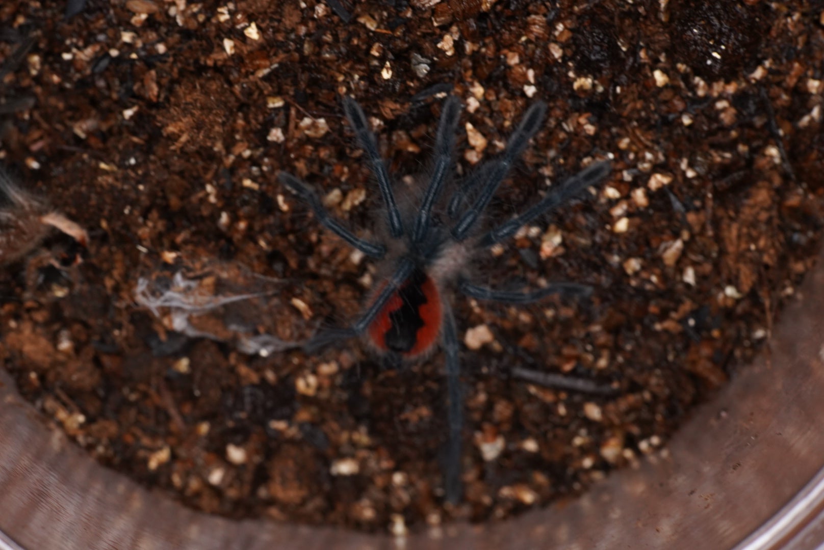 新】カスケーダバードイーター/Pamphobeteus sp cascada【幼体】 | 奇