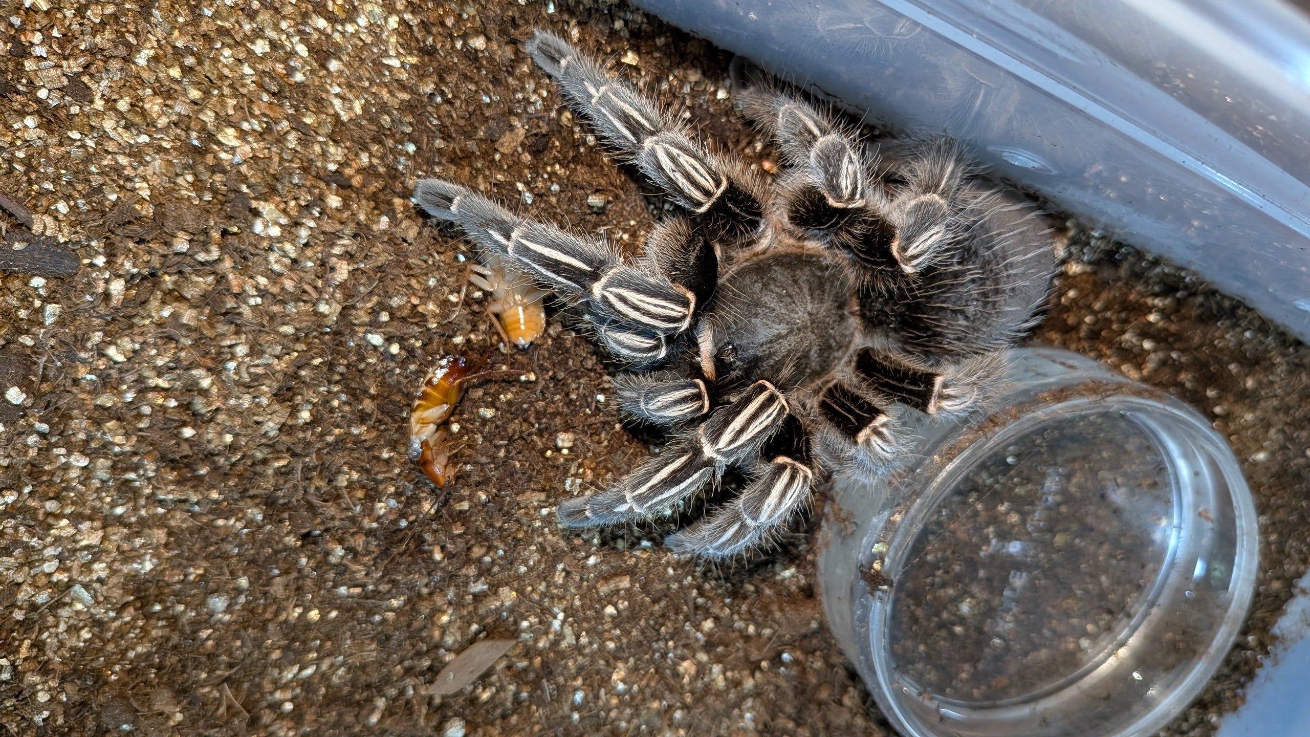 コスタリカンゼブラレッグ/Aphonopelma seemanni 【アダルト♀】 | 奇