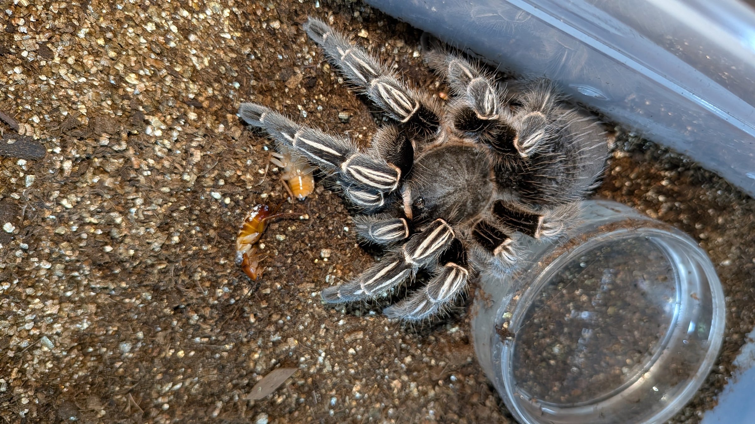 ダチュラ様確認用 コスタリカンゼブラレッグ/Aphonopelma seemanni 【アダルト♀】 | 奇