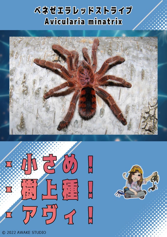 🔥新入荷🔥 | 奇蟲屋 榊（タランチュラ通販店）