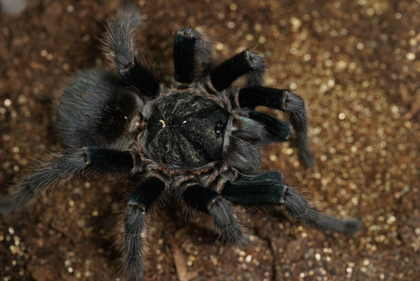 フォルミクトプスサウスヒスパニョーラ/Phormictopus sp. south