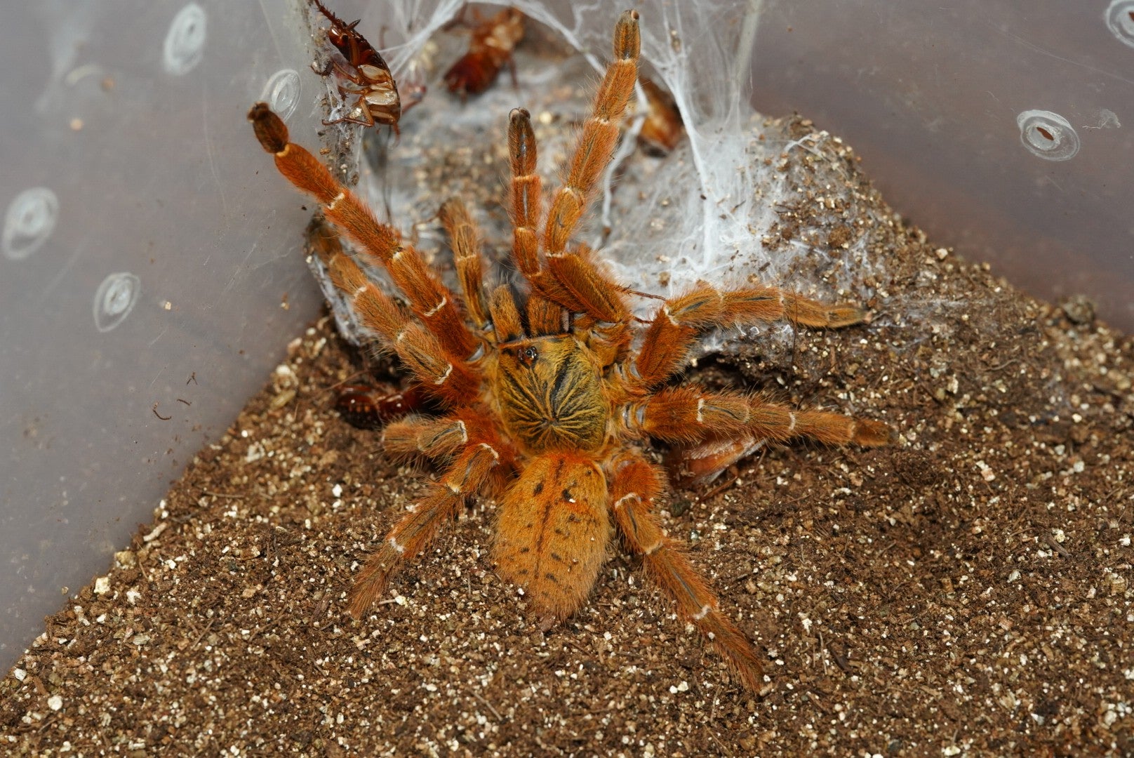 ウサンバラオレンジバブーン/Pterinochilus murinus 【幼体】当店CB 