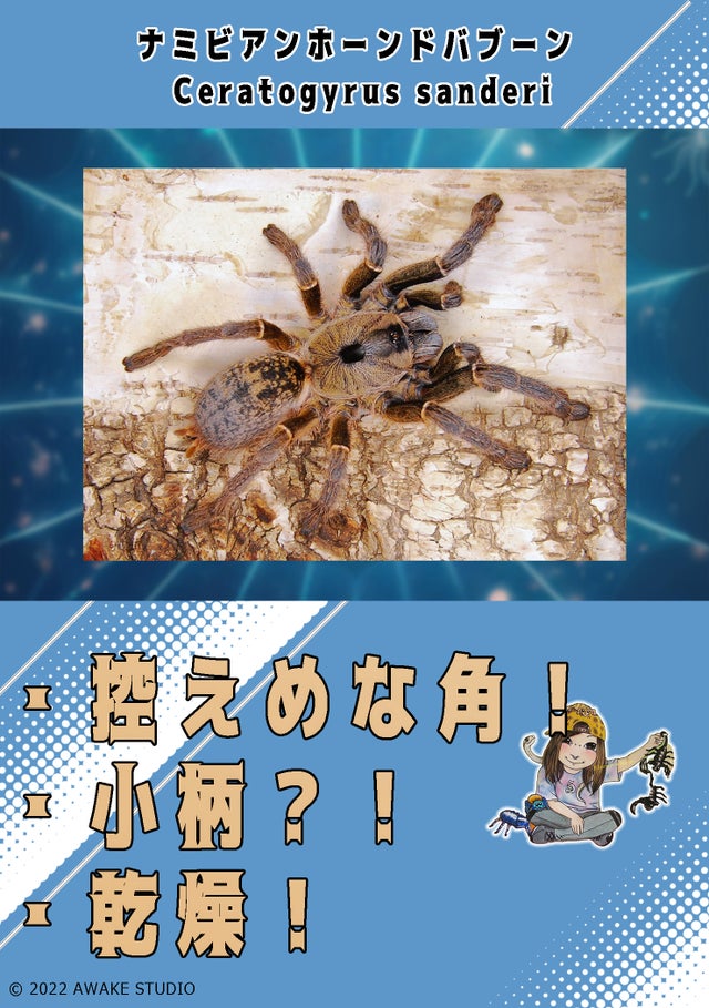 【サービス品@980〜】オオゴマダラジカ(多頭) 奇蟲屋 榊（タランチュラ通販店）