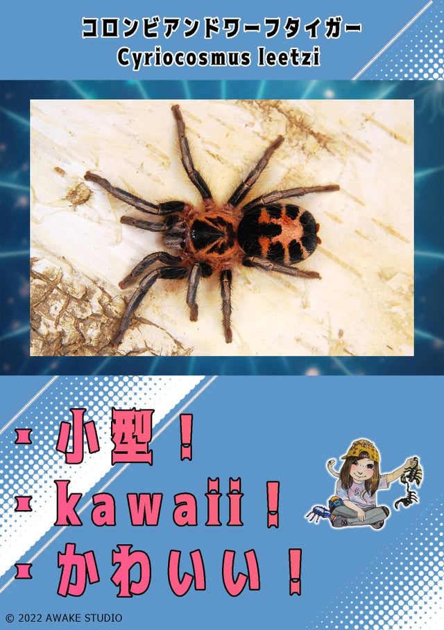 タランチュラ4匹 奇蟲屋 榊（タランチュラ通販店）