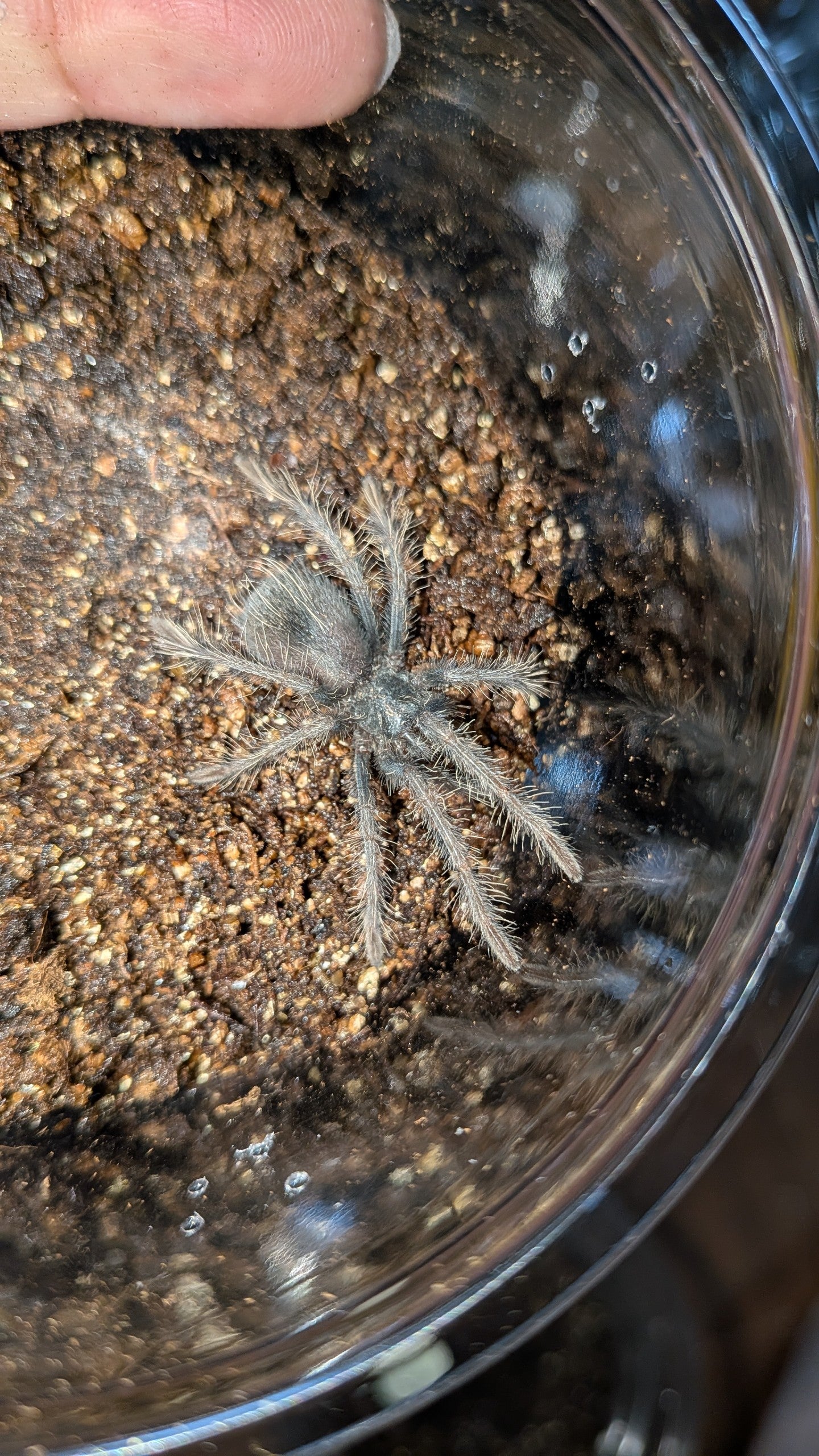 Xenesthis sp. blue【幼体】 | 奇蟲屋 榊（タランチュラ通販店）