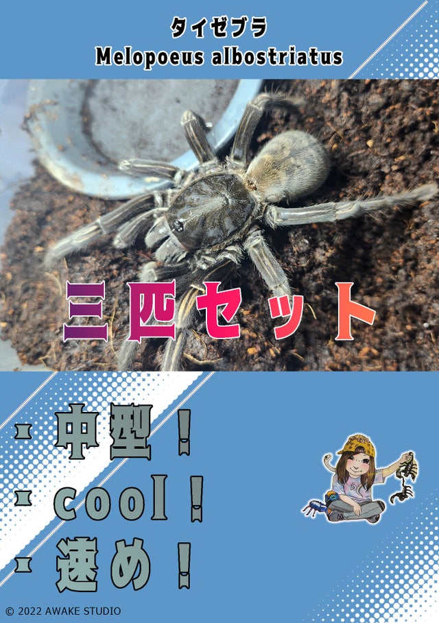 と*け様 新タランチュラ Page & Plant In Japan 6CD+1 🔥新入荷🔥 | 奇蟲屋 榊（タランチュラ通販店）