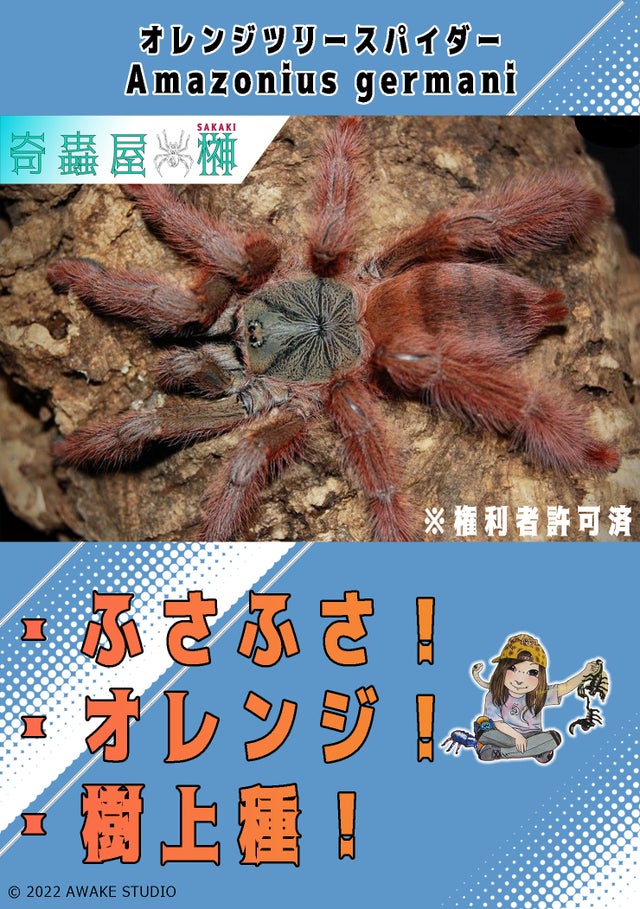 🔥新入荷🔥 | 奇蟲屋 榊（タランチュラ通販店）
