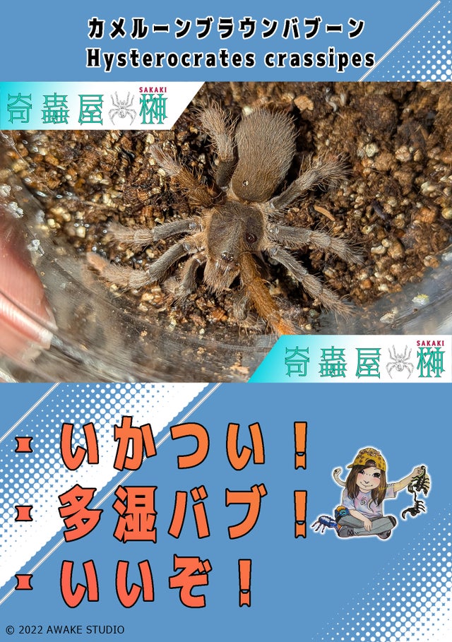 クルバ・クリサナ師 蜘蛛（スパイダー)プラクルアン プラクルアン 蜘蛛