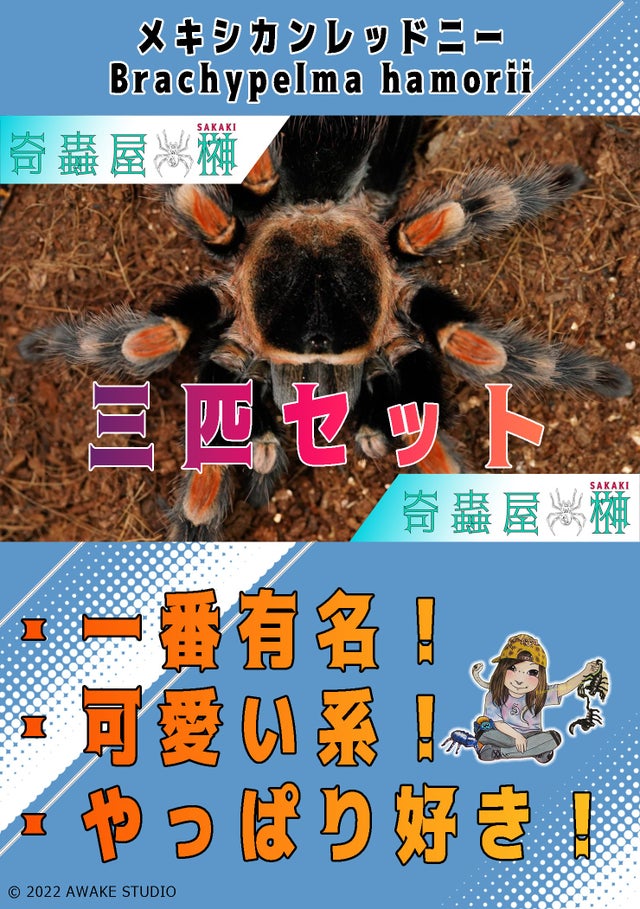 奇蟲屋 榊（タランチュラ通販店）- Japanese Tarantula Online Store
