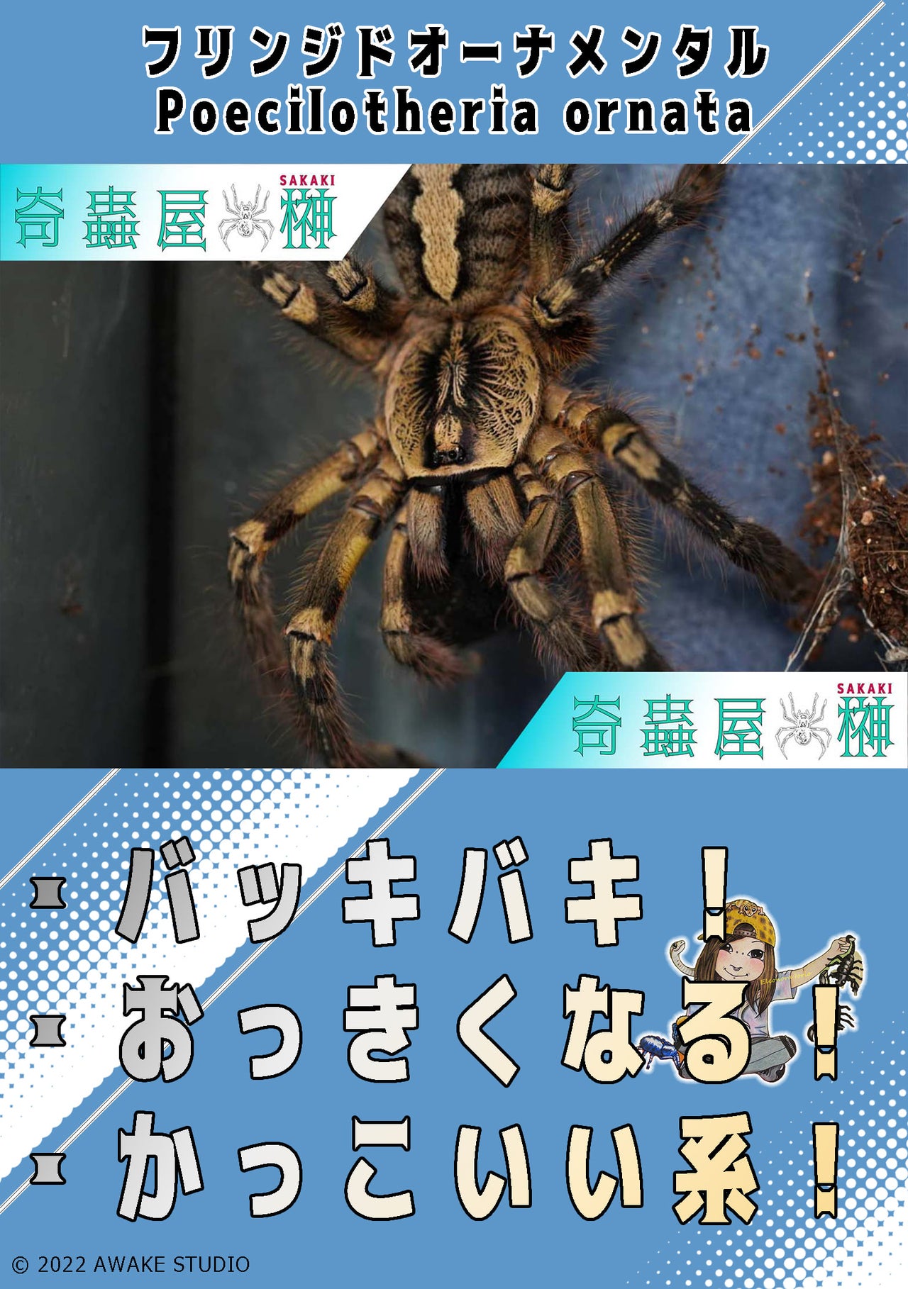 .cute!! / タランチュラ Amazon.co.jp: タランチュラ KOSEN(ケーセン社) 22cm 