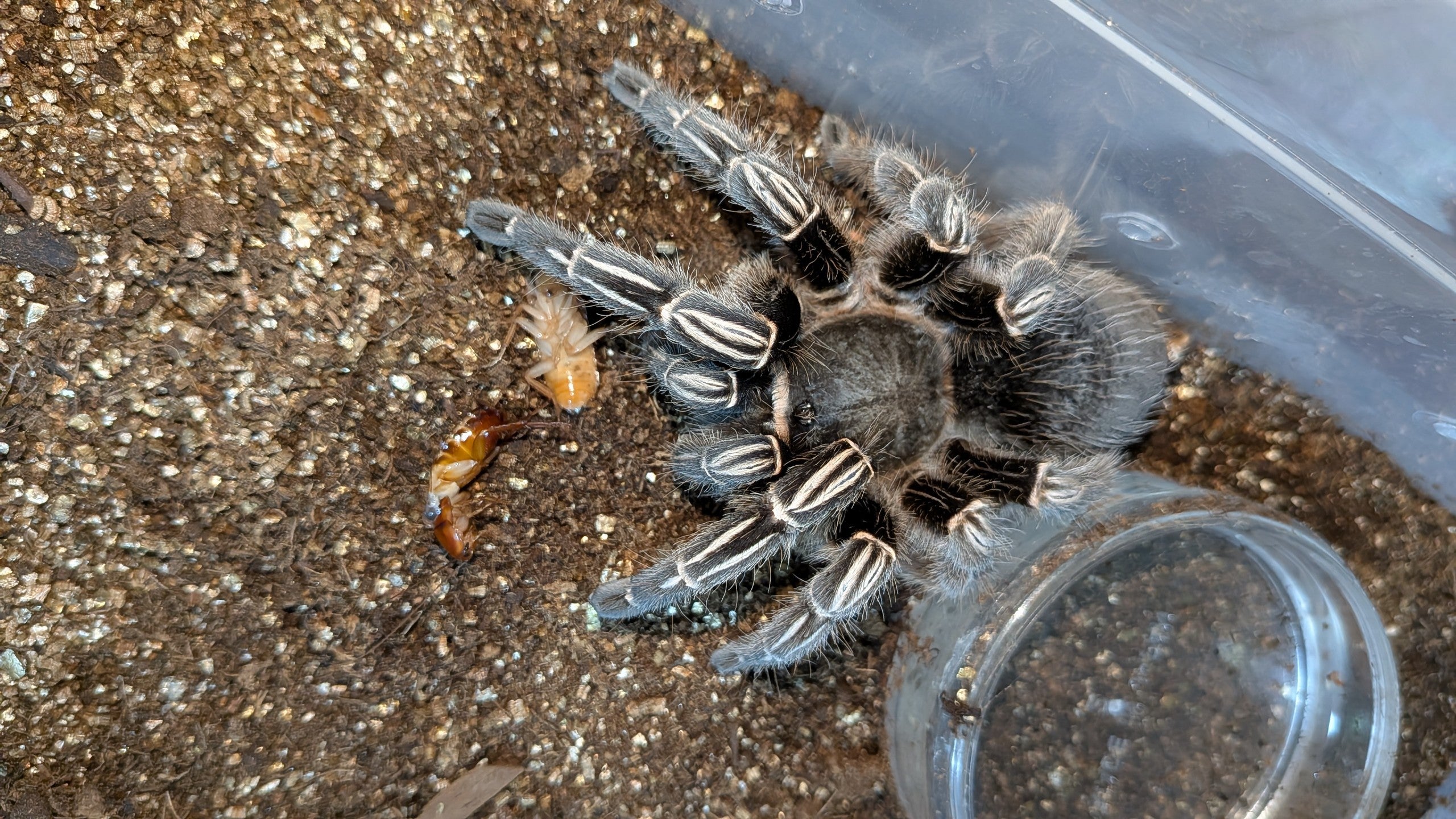 コスタリカンゼブラレッグ/Aphonopelma seemanni 【アダルト♀】 | 奇
