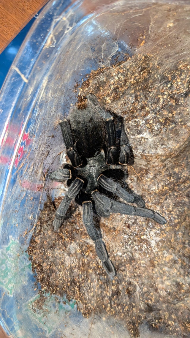 奇蟲屋 榊（タランチュラ通販店）- Japanese Tarantula Online Store
