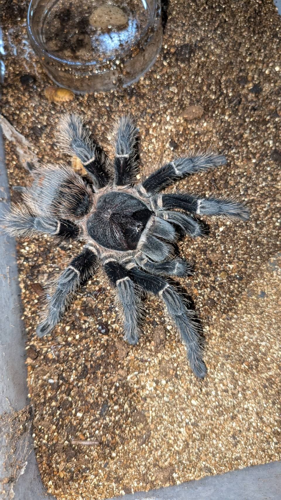 奇蟲屋 榊（タランチュラ通販店）- Japanese Tarantula Online Store