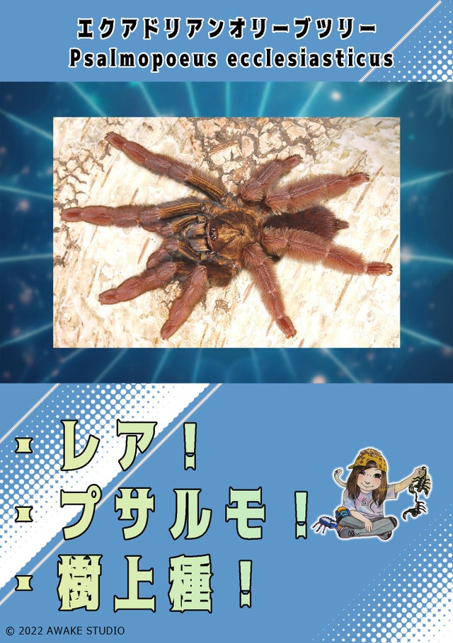 【サービス品@980〜】オオゴマダラジカ(多頭) 奇蟲屋 榊（タランチュラ通販店）