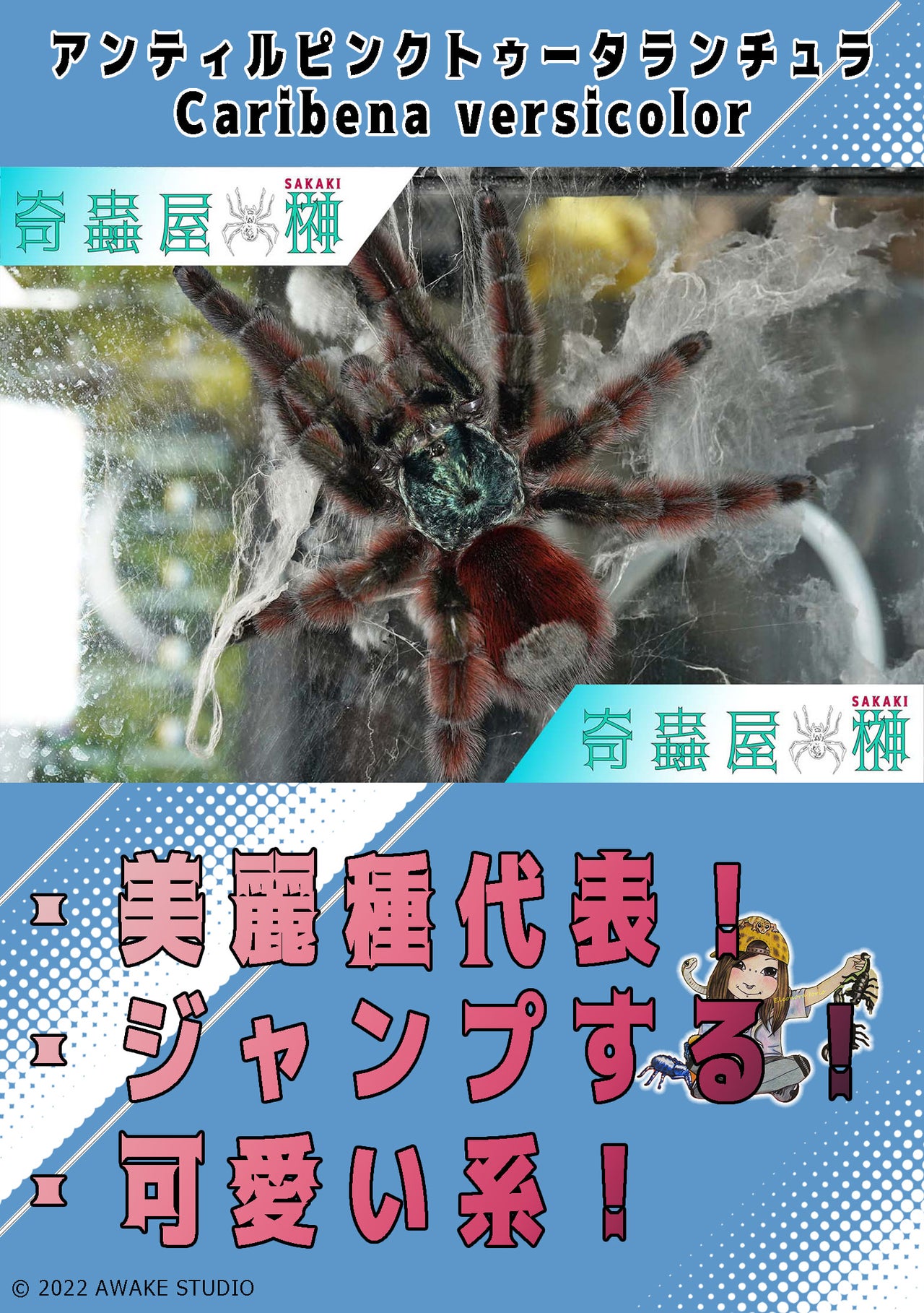 タランチュラの世界 タランチュラの世界 | 冨水 明 |本 | 通販 | Amazon