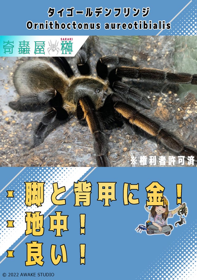 ペア】タイゴールデンフリンジアースタイガー Ornithoctonus