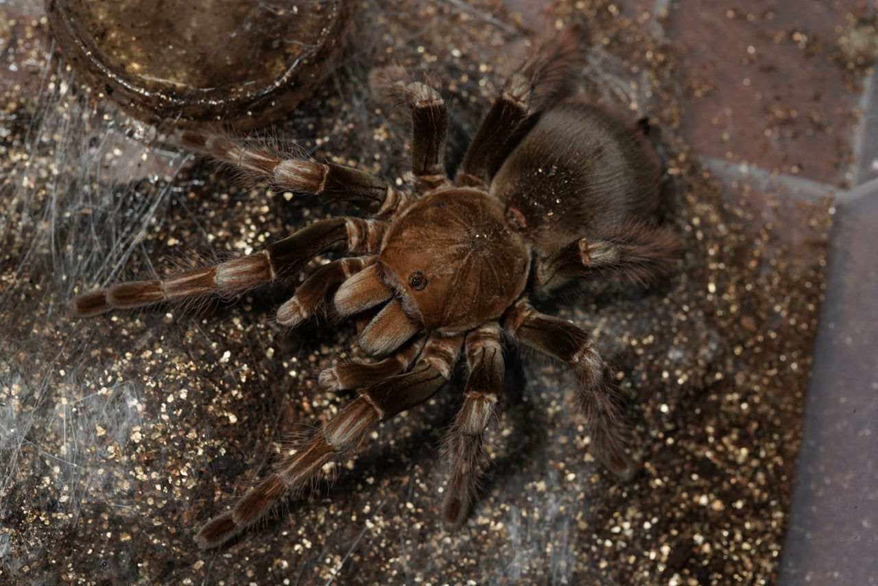 🔥新入荷🔥 | 奇蟲屋 榊（タランチュラ通販店）- Japanese Tarantula