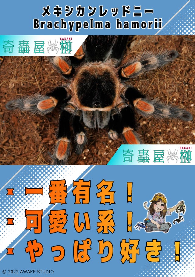 P*8様 終活セール 新タランチュラ 希少 限定番号一桁 005 Eric Cl 🔥新入荷🔥 | 奇蟲屋 榊（タランチュラ通販店）- Japanese Tarantula
