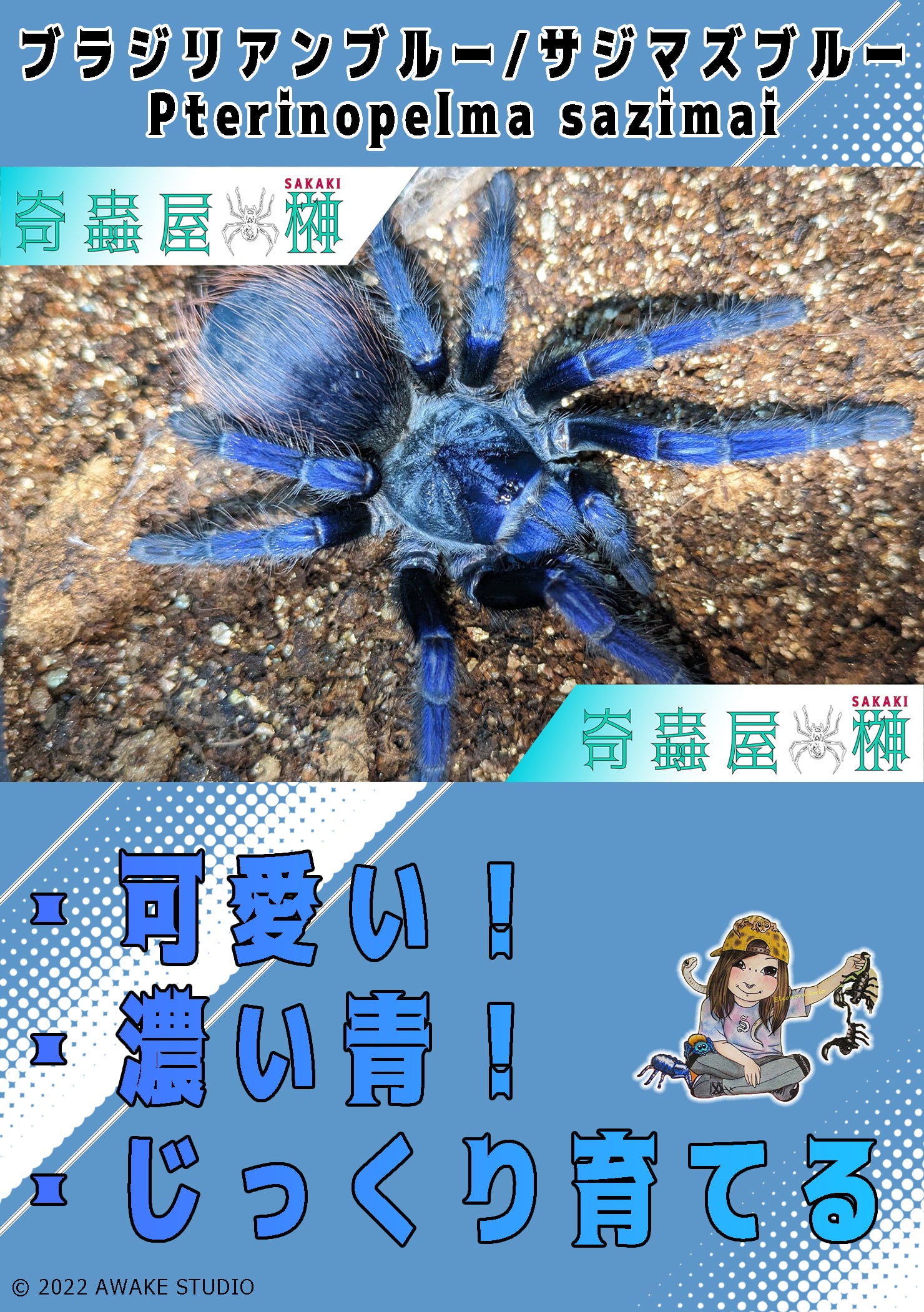ブラジリアンブルータランチュラ（ヤング♀確定個体）