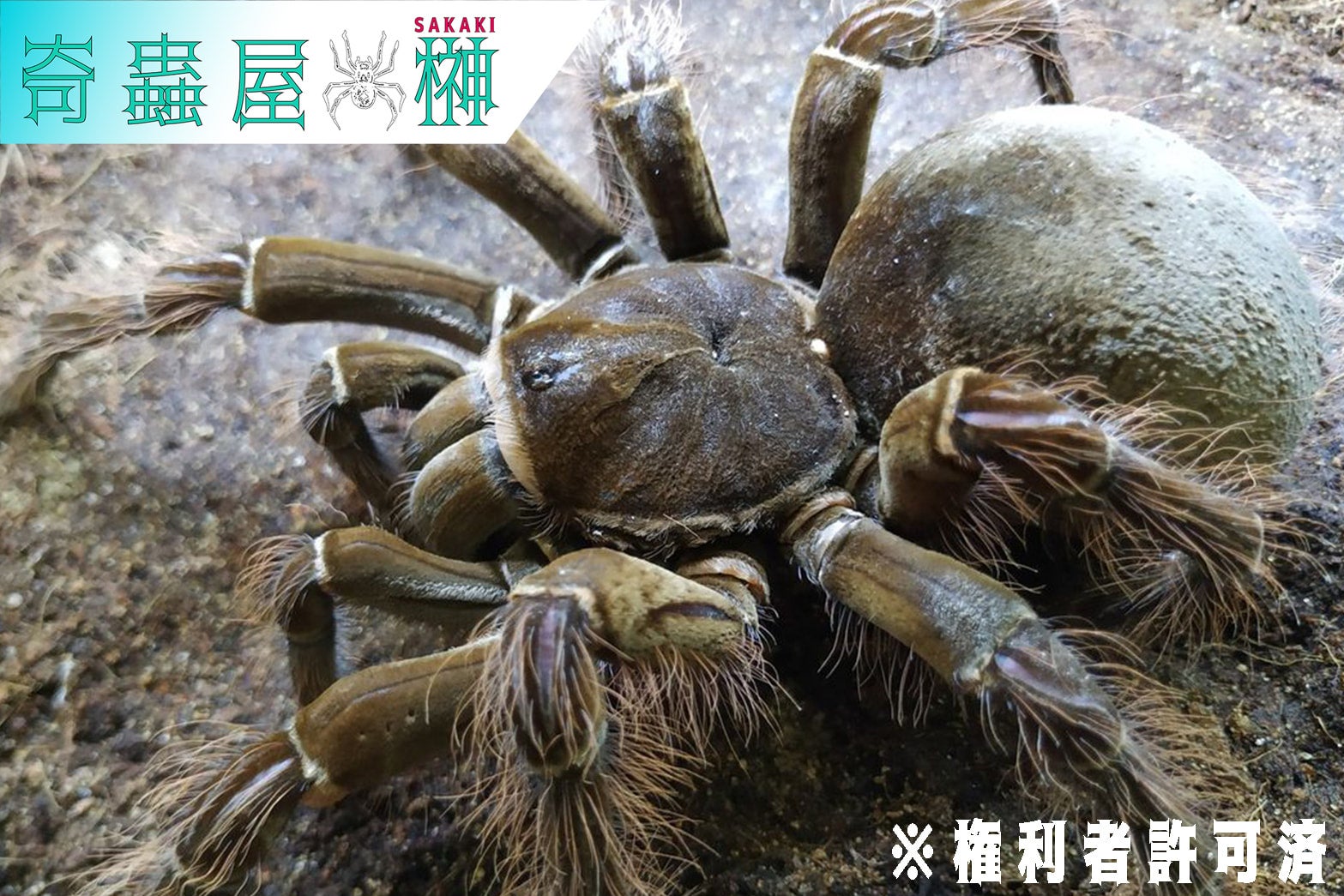 ゴライアスバードイーター/Theraphosa blondi【育った幼体】 | 奇蟲屋