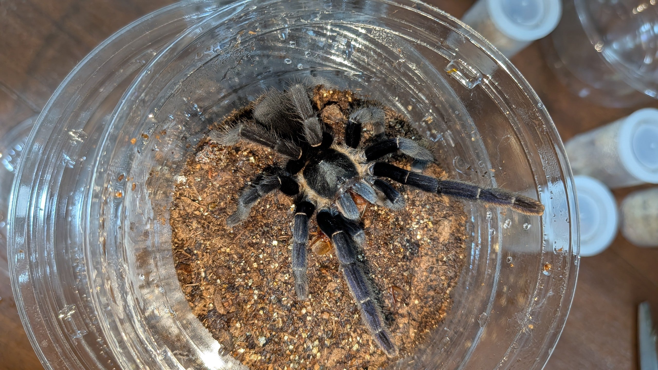ラノーンブルー/Ornithoctonus sp.【Mサイズ】ワイルド♀ | 奇蟲屋 榊