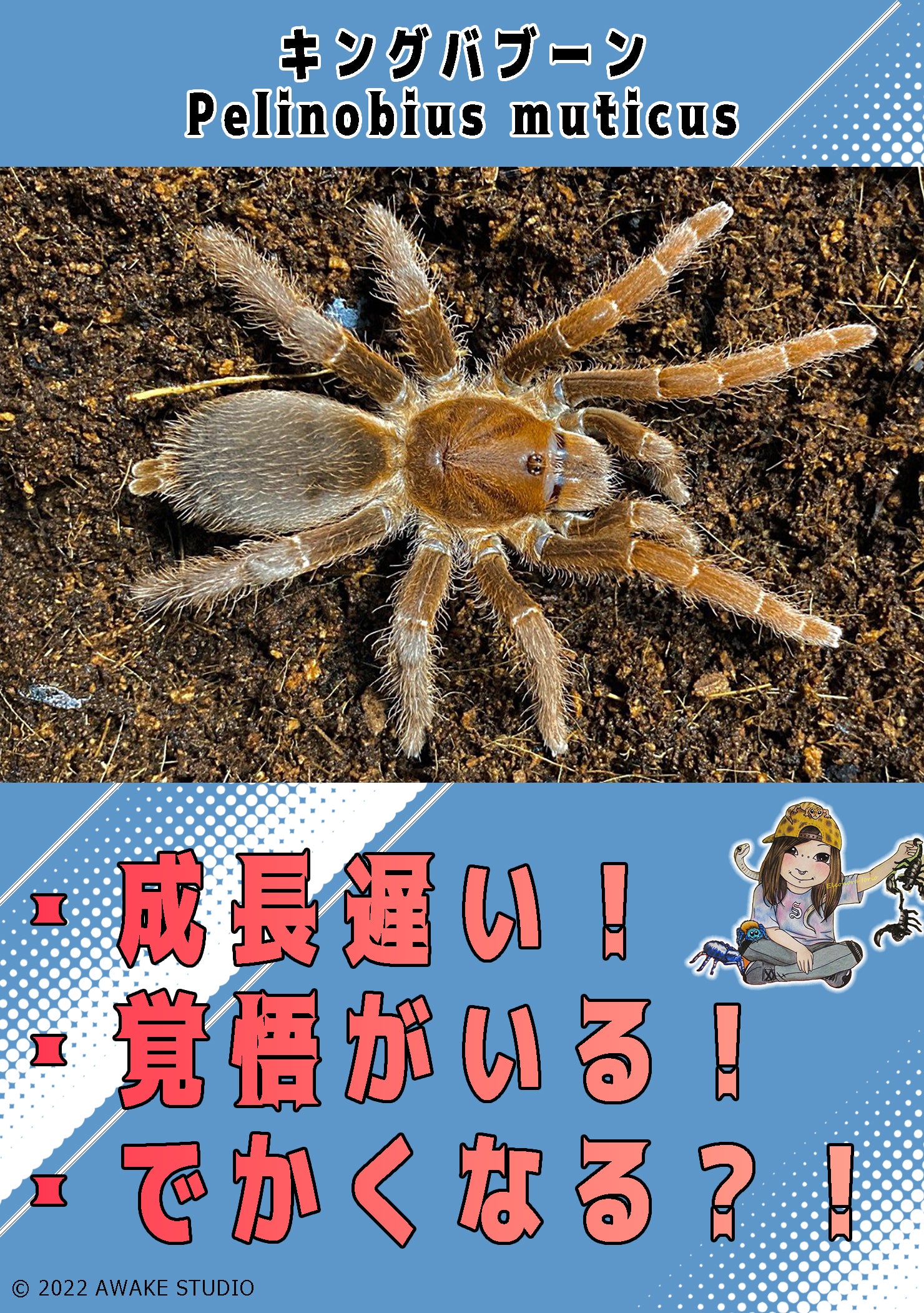 キングバブーンスパイダー - Wikipedia 【阿州最大種】キングバブーン