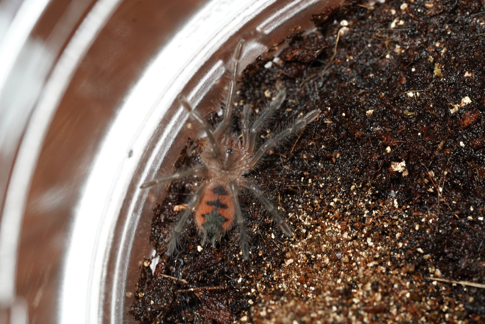 マナビバードイーター/Pamphobeteus sp manabi【ヤング】 | 奇蟲屋 榊