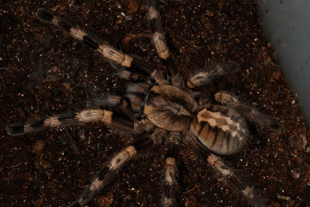 奇蟲屋 榊（タランチュラ通販店）- Japanese Tarantula Online Store