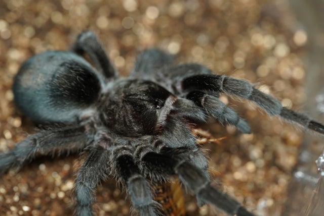 ブルーで凄く美しいカブリモドキ！ ブルーで凄く美しいカブリモドキ！ 2025年最新】カブリモドキの